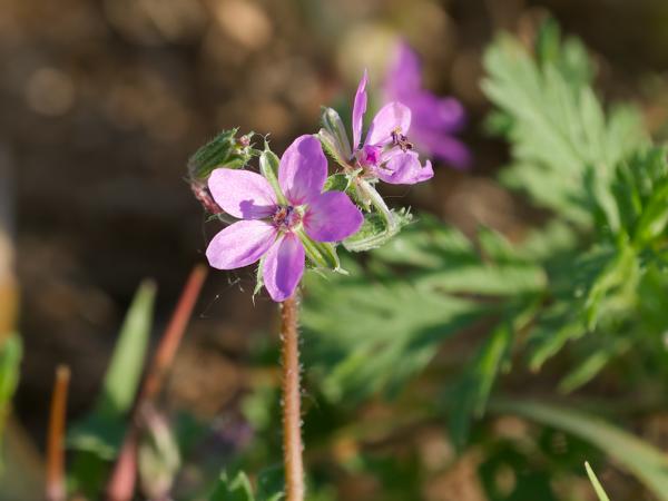 <h3>Erodium&nbsp;cicutarium / Common&nbsp;stork's‑bill / Duinreigersbek</h3>OM-1 Mark II met OLYMPUS M.150-400mm F4.5 TC, 1/2000 sec  bij F5.6, ISO 1600, afstand 2.10&nbsp;m